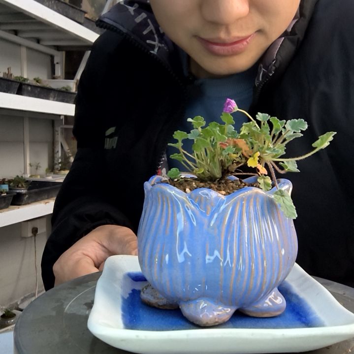 荣**贵小盆景小植物一物一拍75