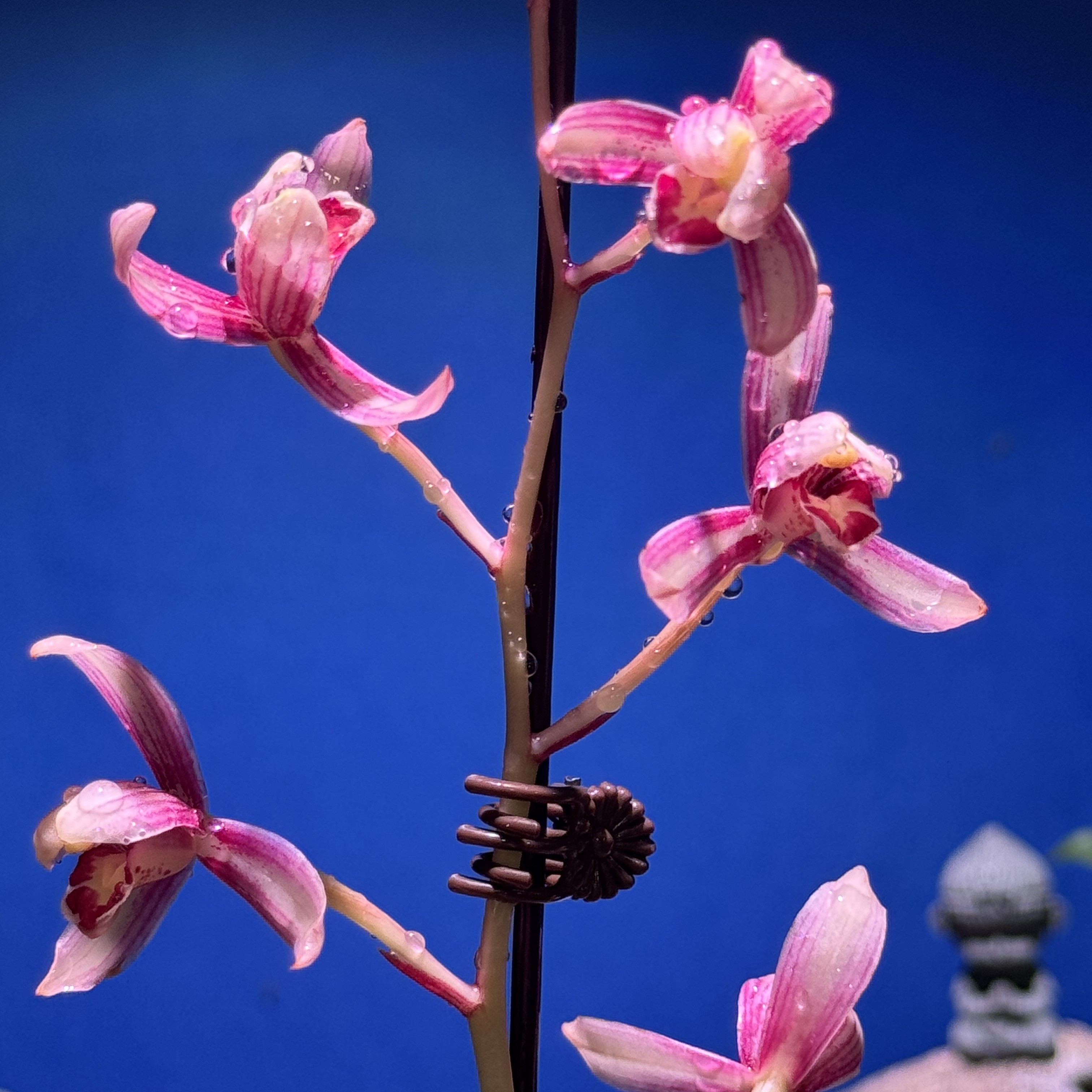 艺源国兰【一物一拍】浓香型春兰名贵兰花苗室内外绿植盆栽花卉