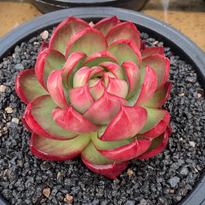 开播福利惊鸿仙子