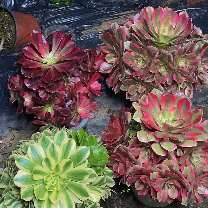 四颗老桩捧花组合