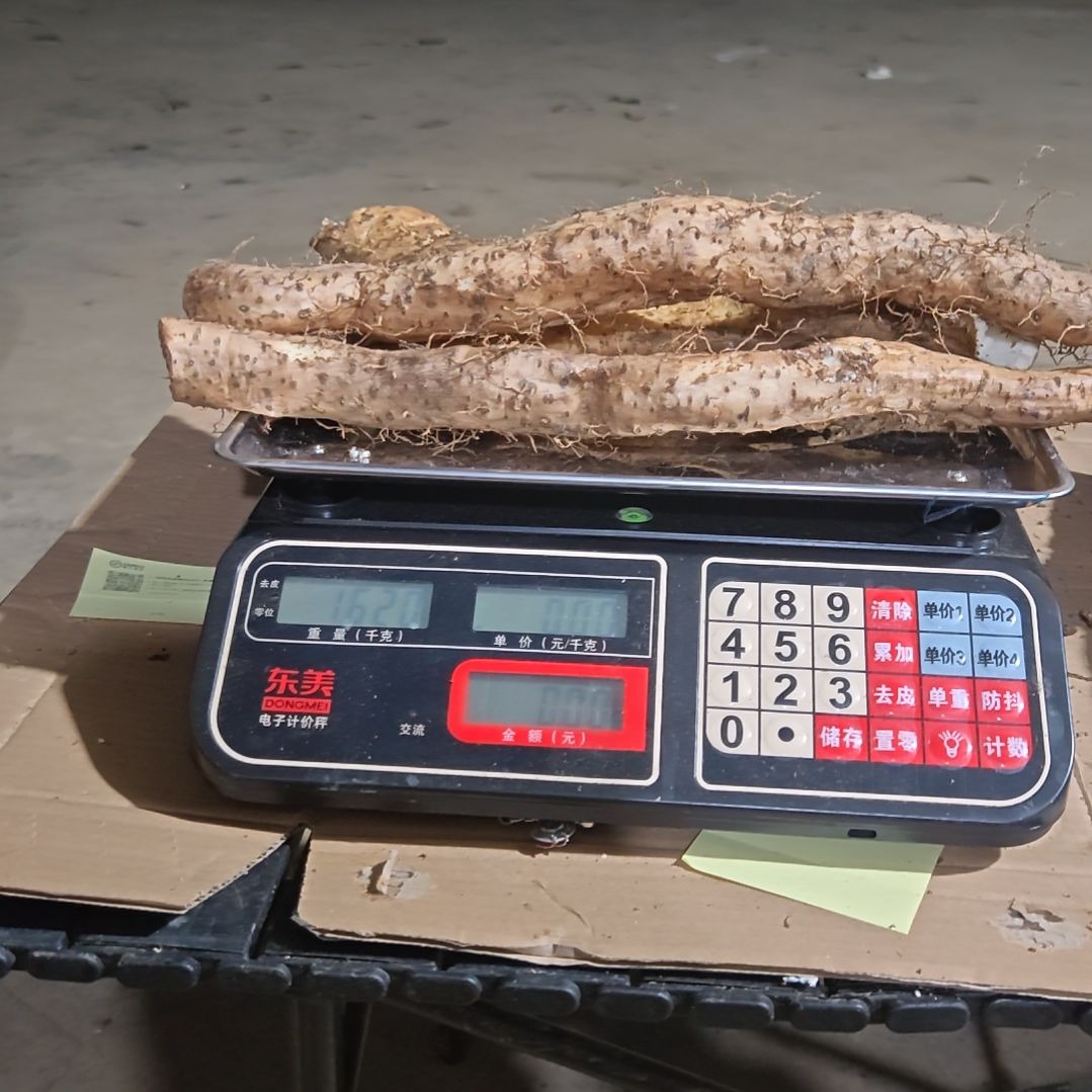 中国大陆广西野生山药3斤装