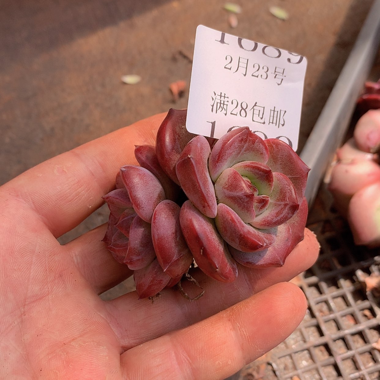 【闪购商品】云1690