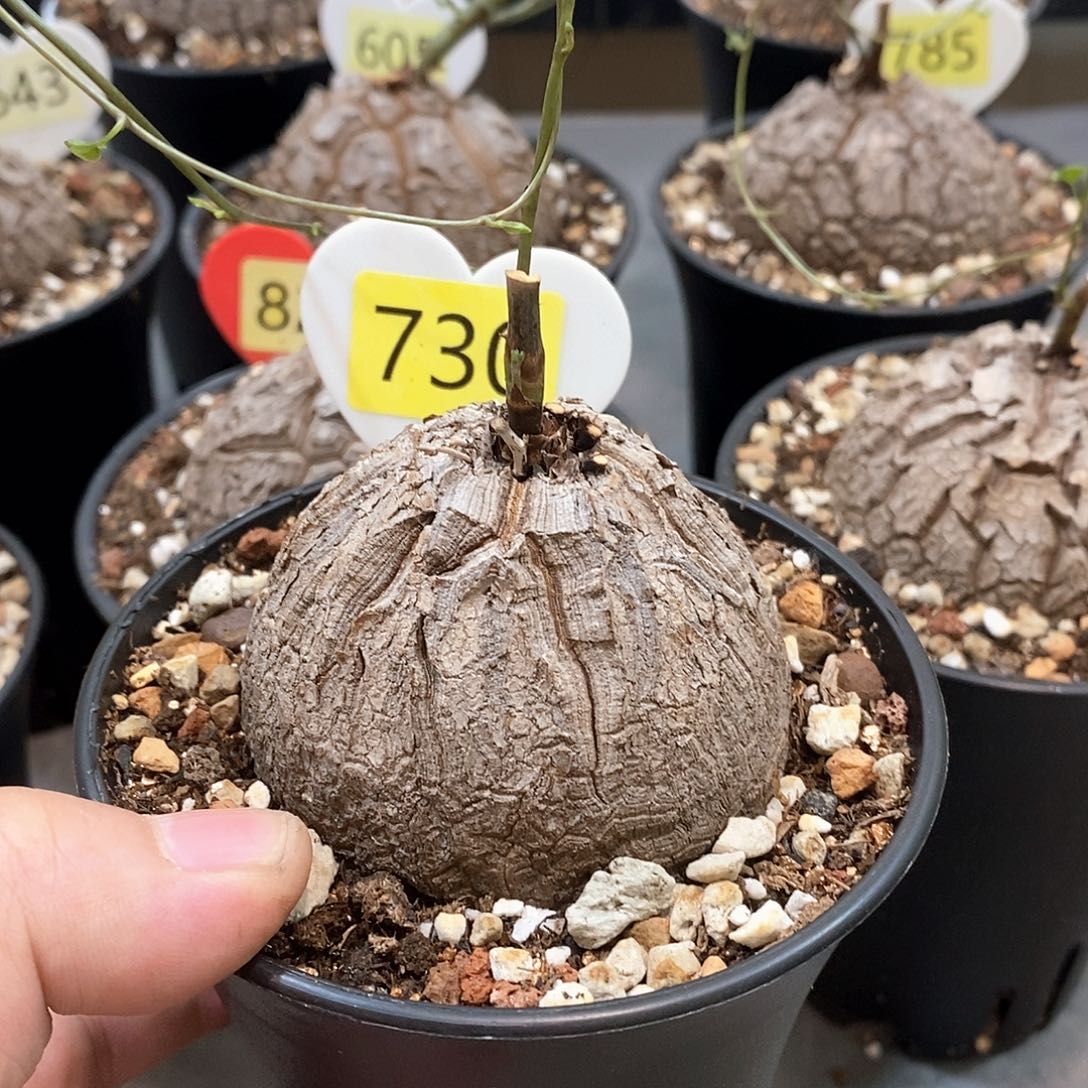 南非龟甲龙龟甲龙