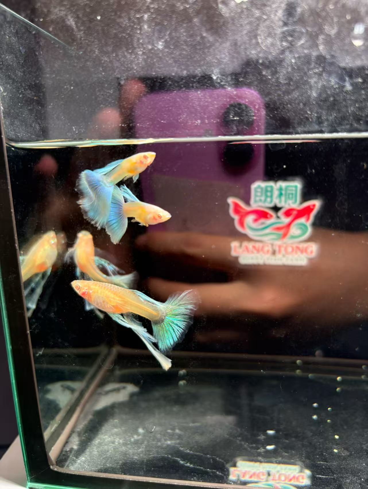 精品蓝白母鱼大C绣球款 公鱼3角尾粉丝专属
