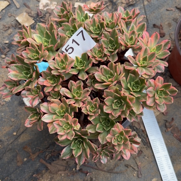 甜茶多肉植物不包损517瑕疵
