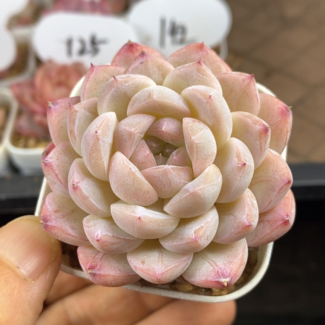 精品多肉一物一拍50