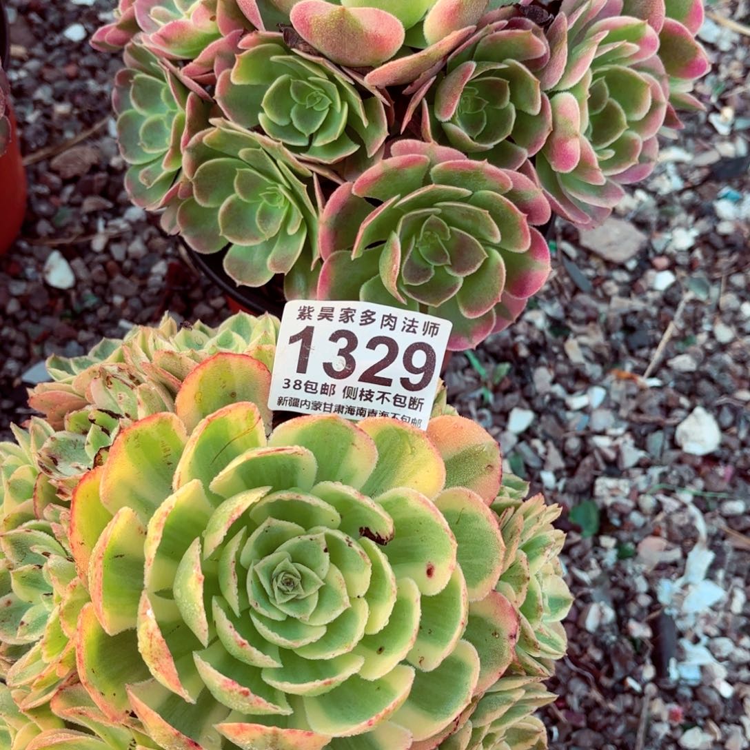 1棚法师00001329两颗