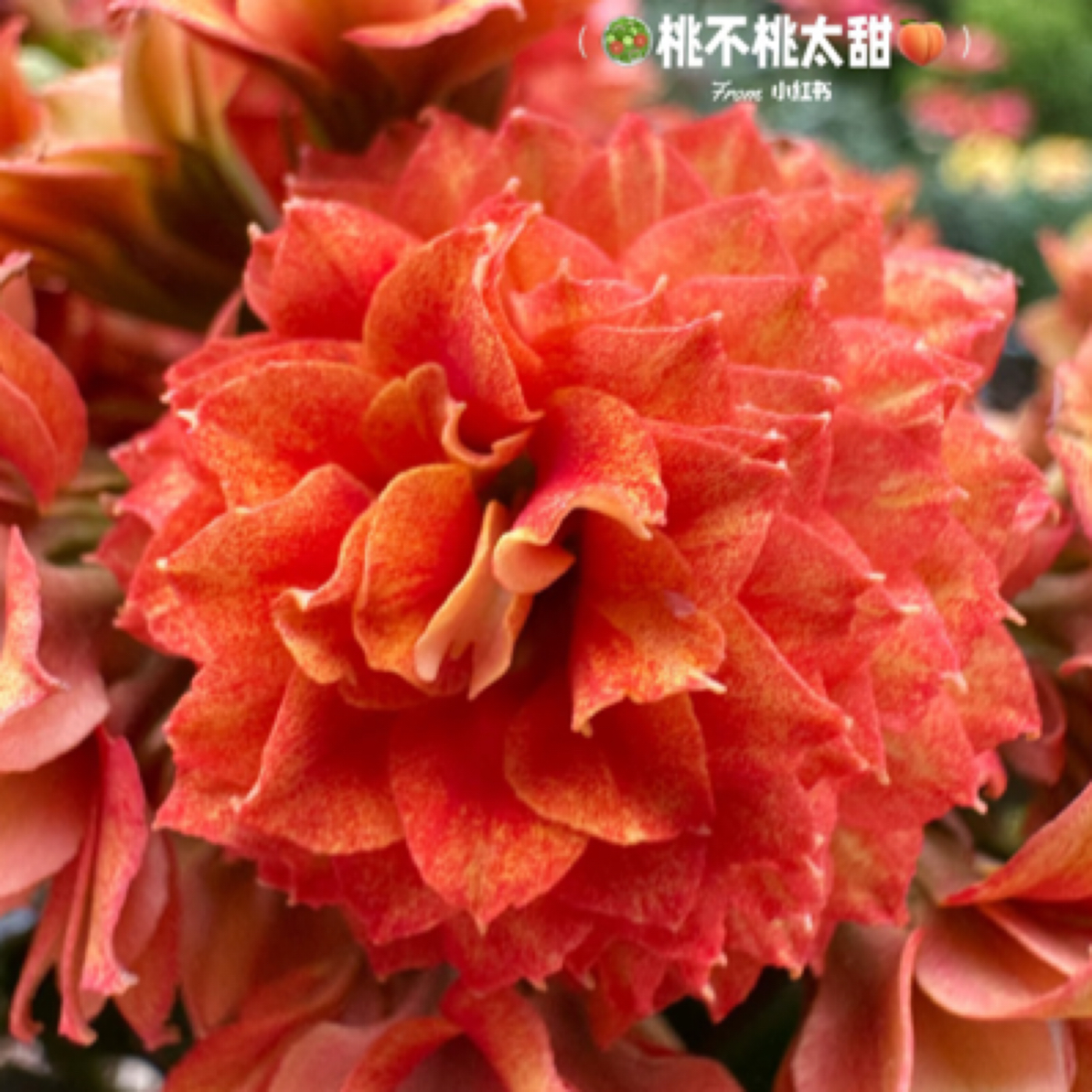 【女王/圣火】长寿花黄橙色渐变超大花110盆