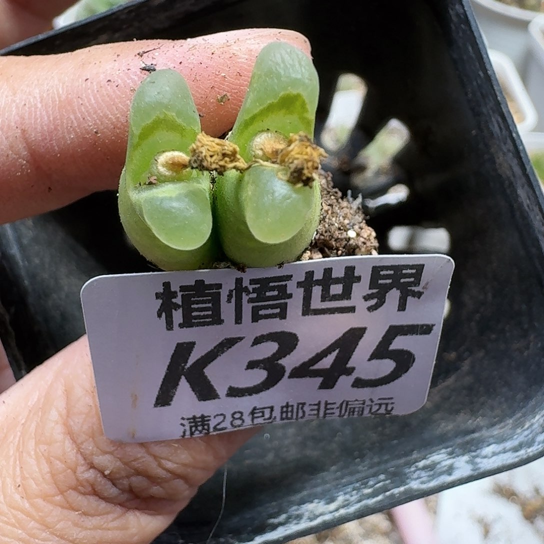 多肉植物的润泽fgg