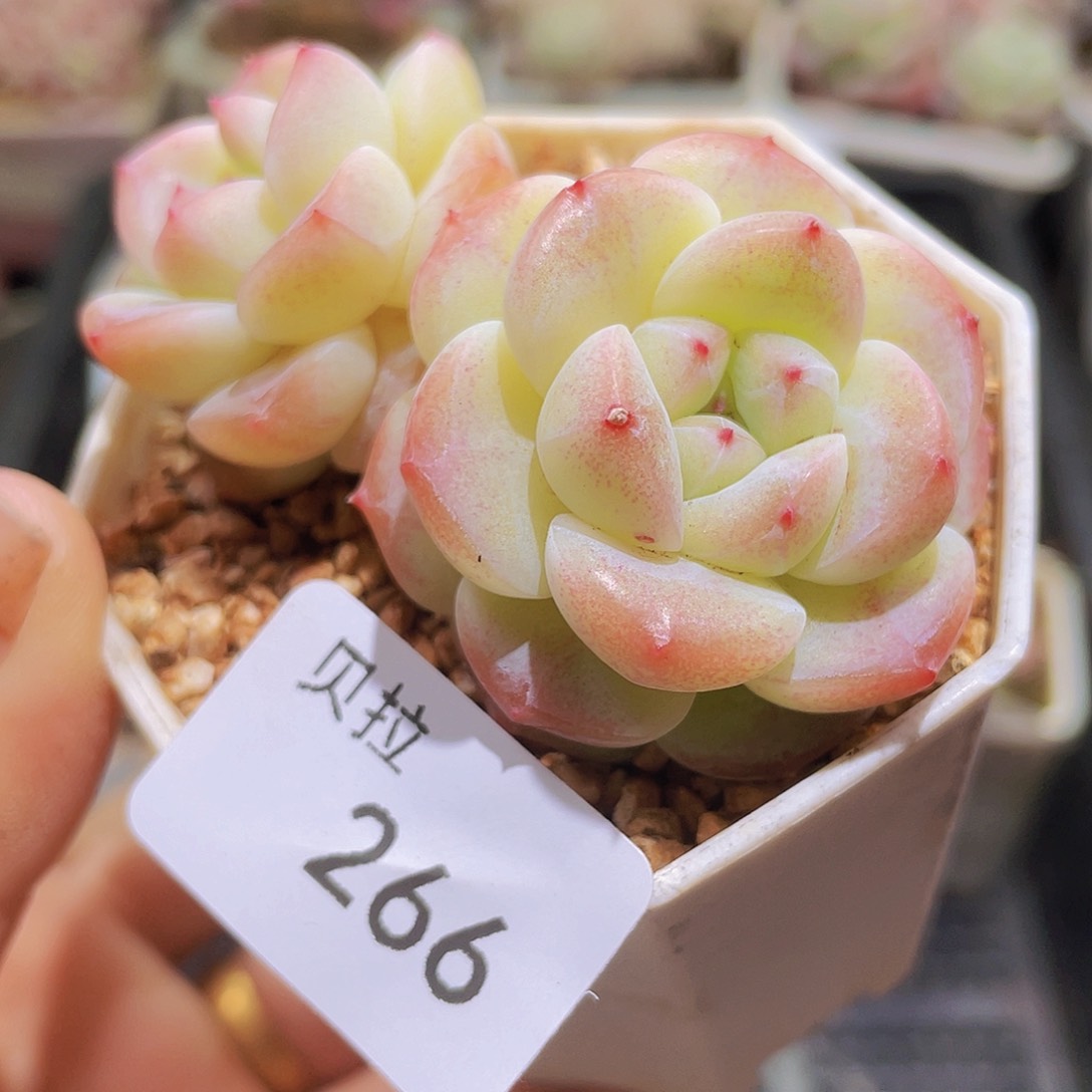 266 精品多肉一物一拍