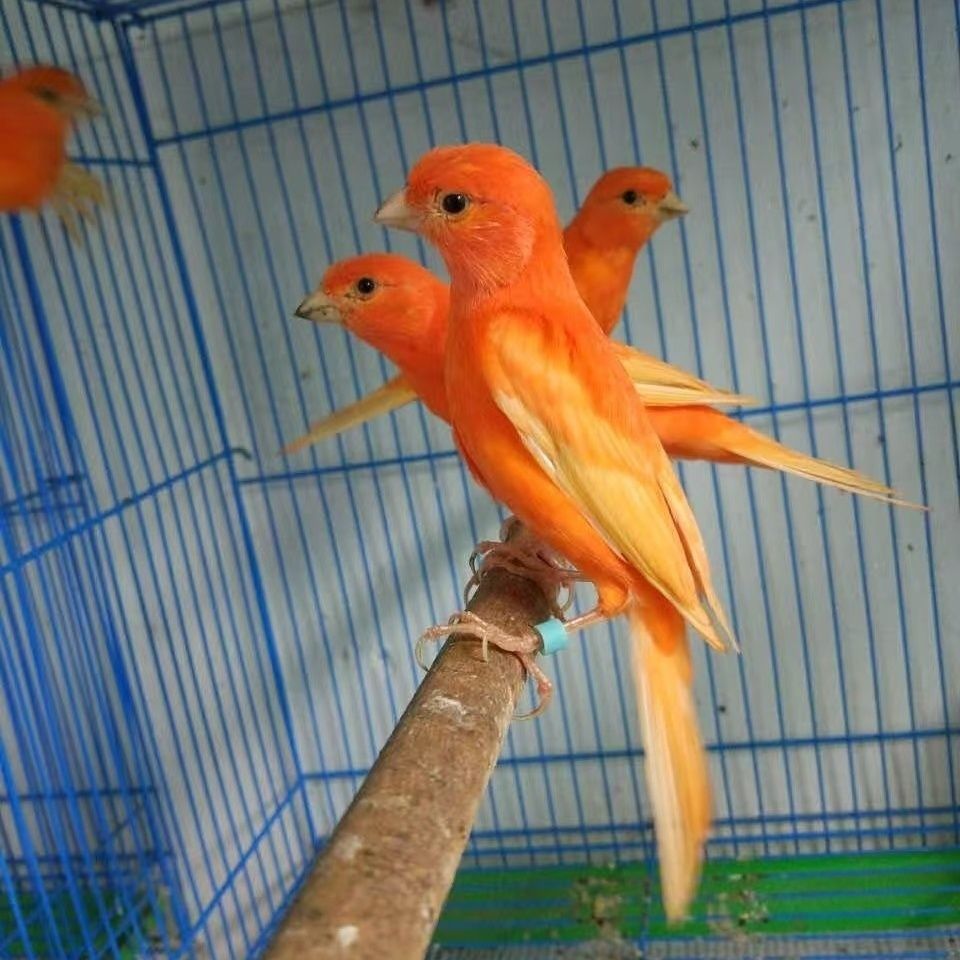 H鹦鹉芙蓉听叫观赏繁殖宠物鸟十元为差价链接拍鸟提前联系主播