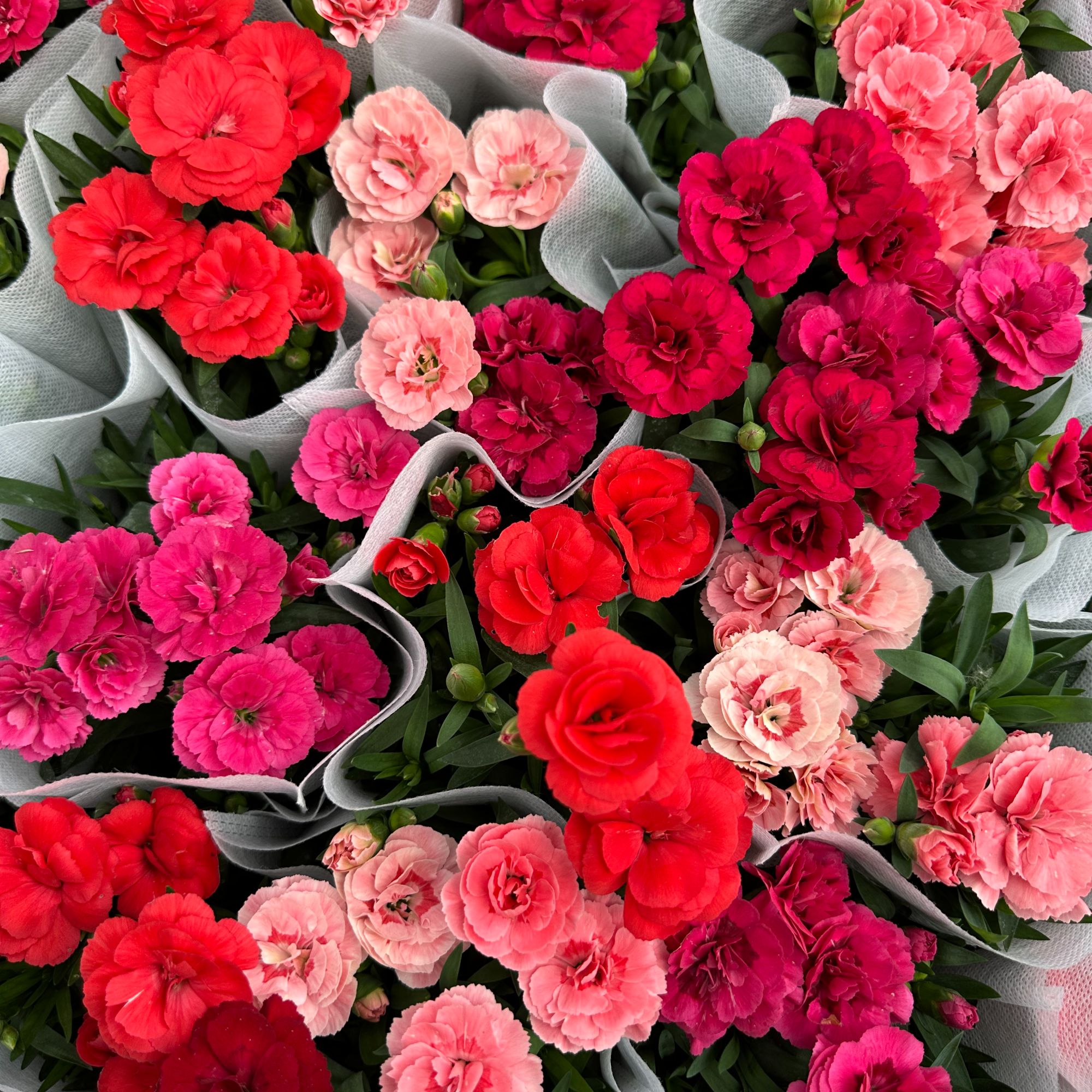 【康乃馨4盆】奥斯卡重瓣易活盆栽 不支持选颜色