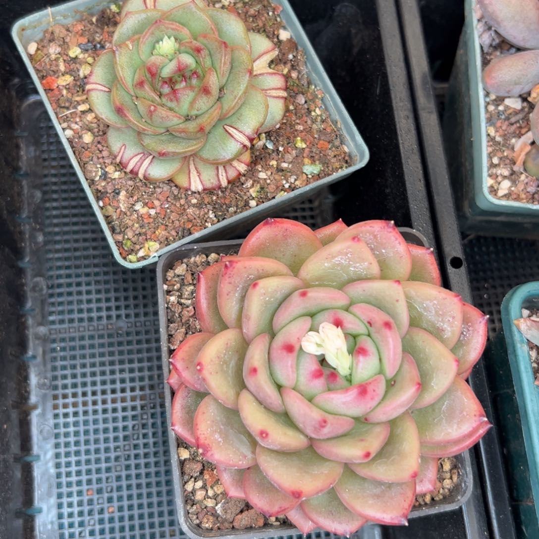 多肉一物一拍0127-136