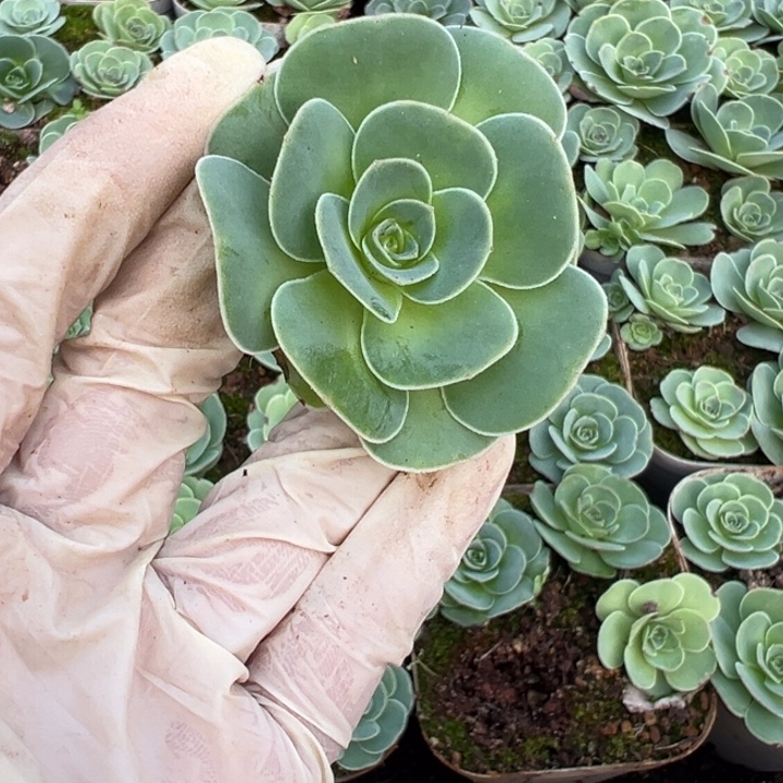 3厘米山地玫瑰15颗好品种