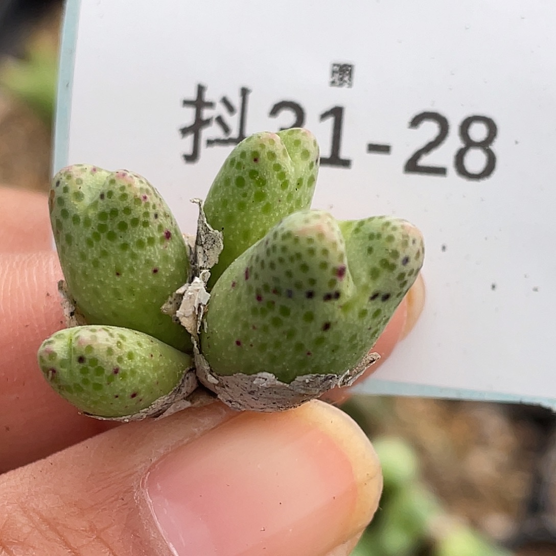 31-28草莓斑马肉锥