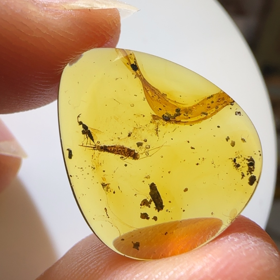 未镶嵌琥珀裸石石蛃 蜂