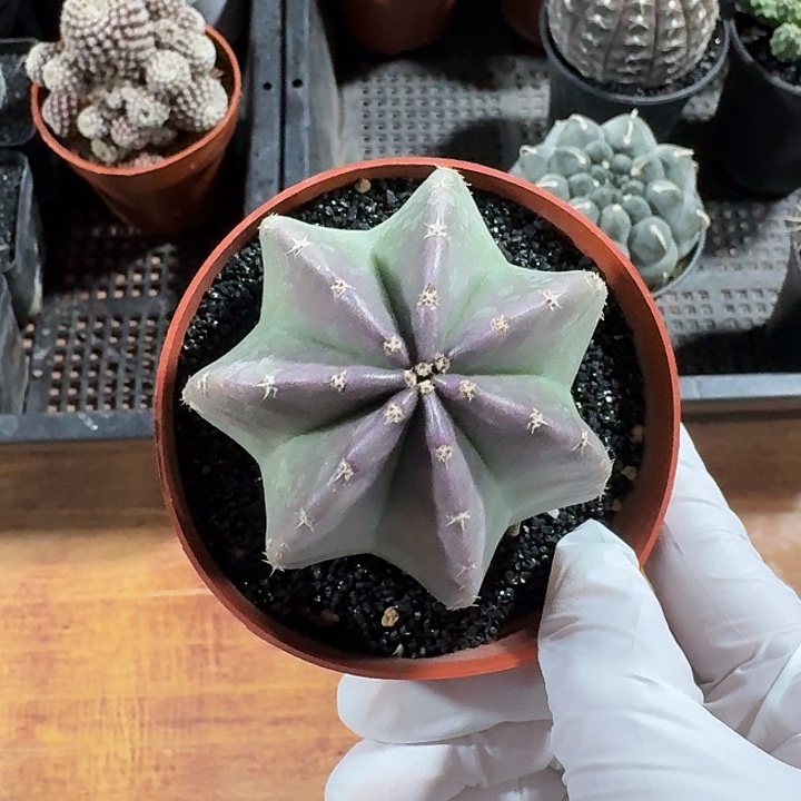 微刺虾仙人球123