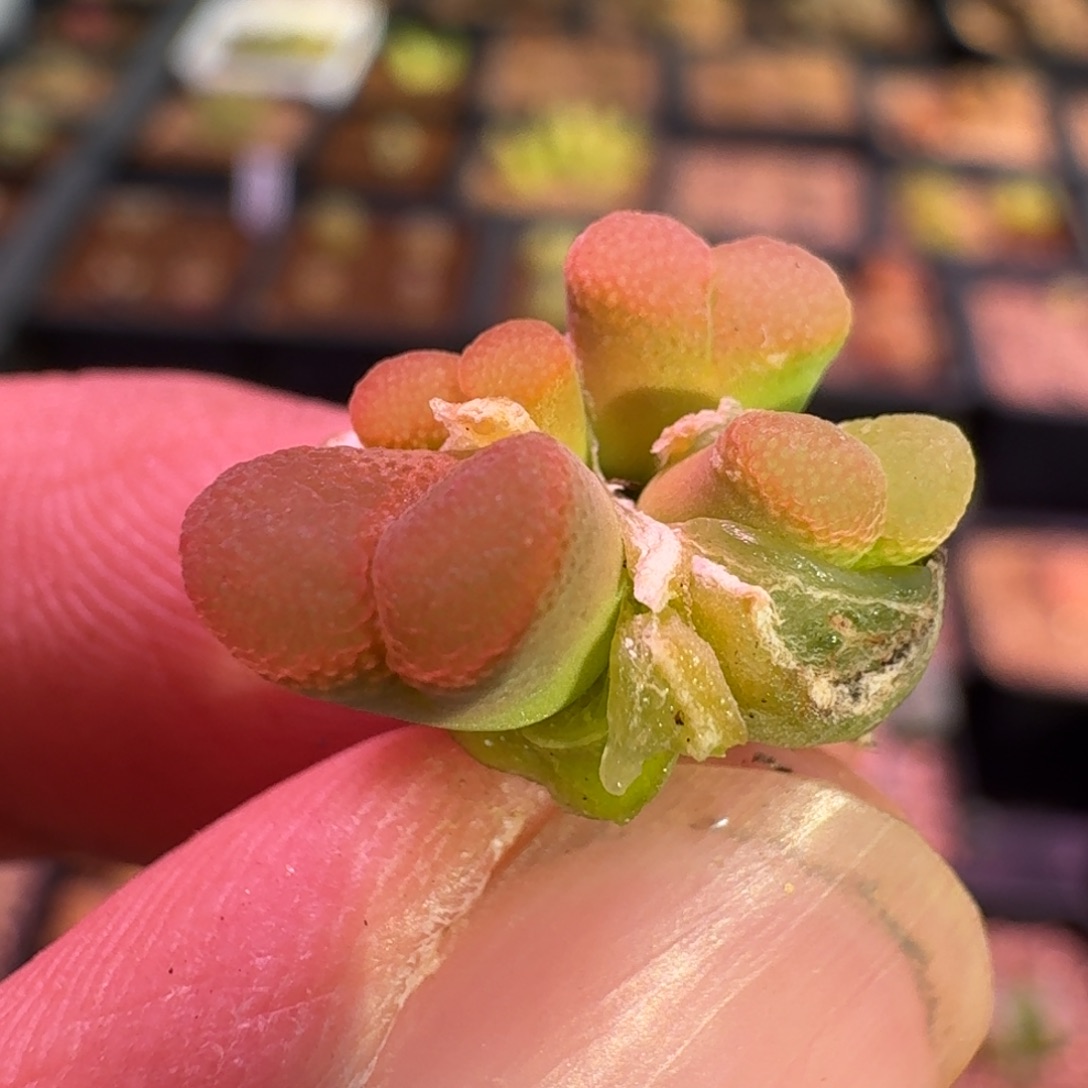 云缦精品番杏16.39杨梅红