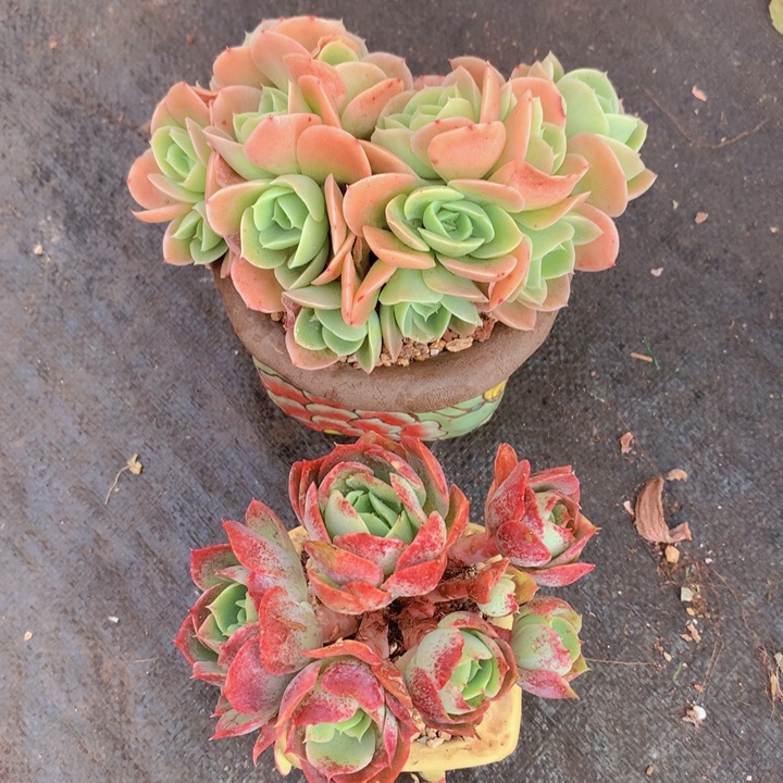 ?****?龙龙两个y 一物一拍