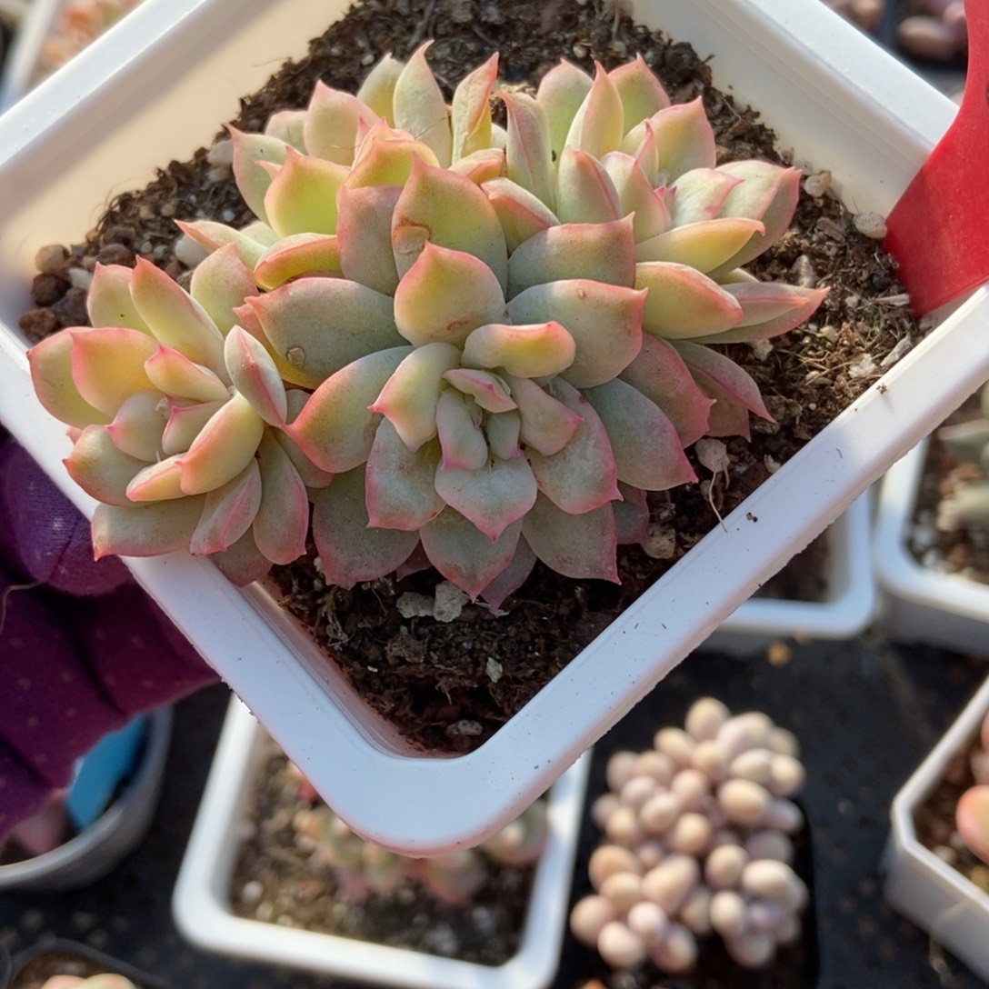 1738天使玫瑰锦多肉