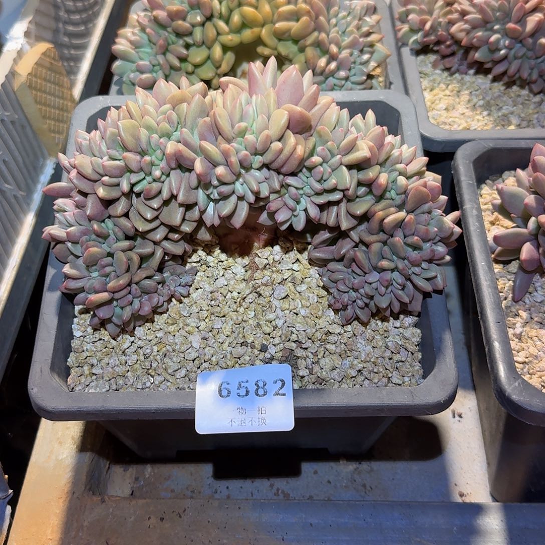 我***我6582号桃花源缀化多肉