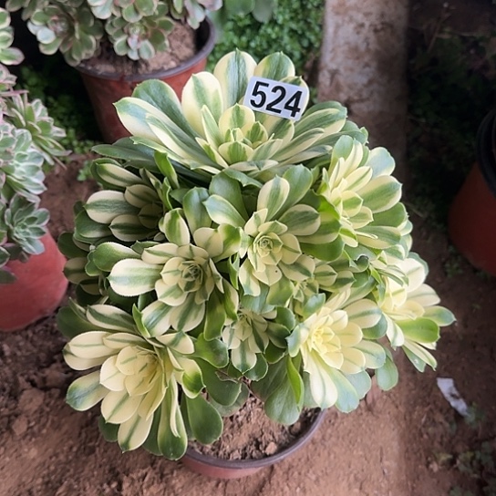 无花朵辛妮亚524号不包断枝