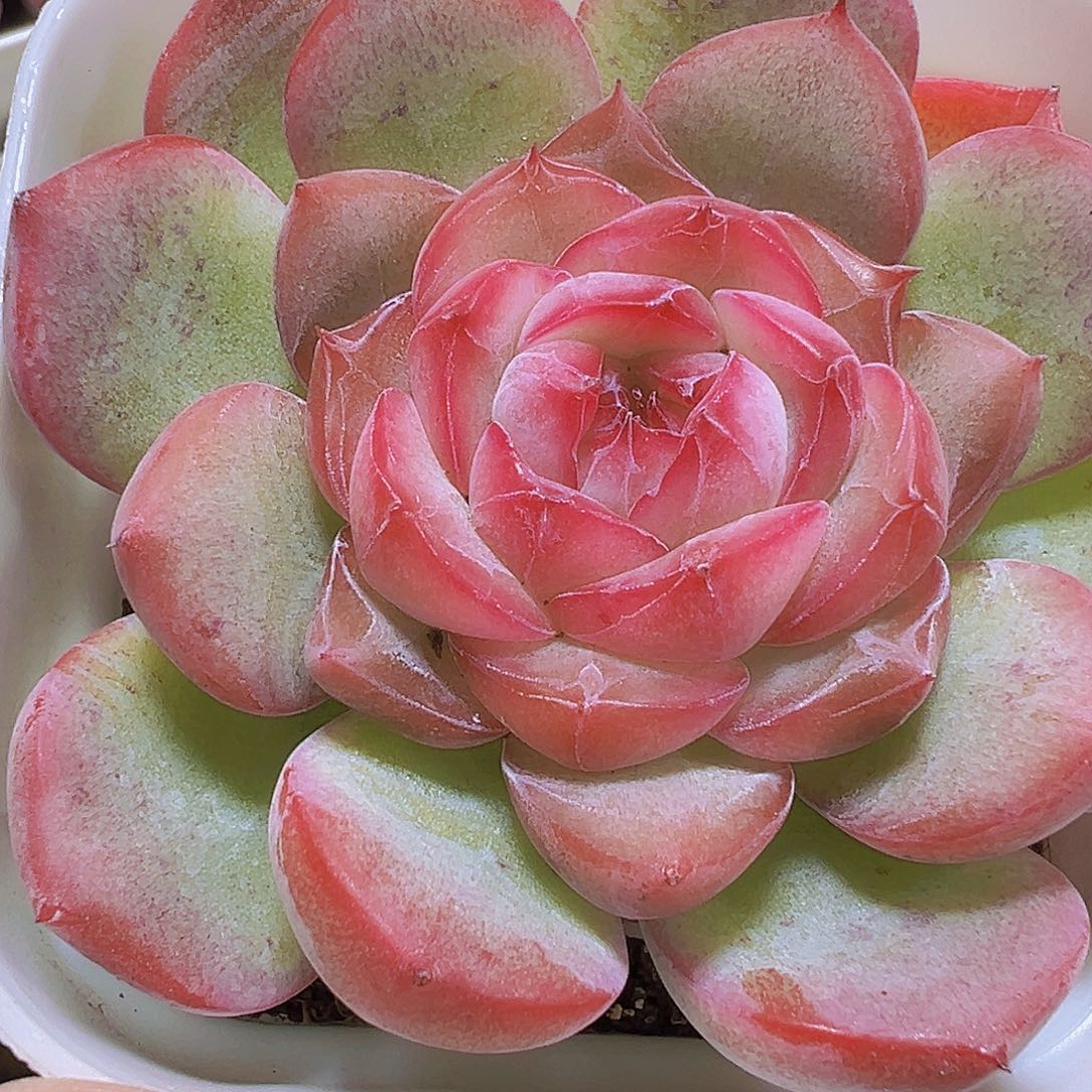 玉琴19包邮多肉植物