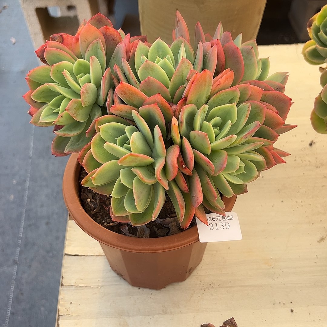 伟***3139绮罗多肉植物多肉