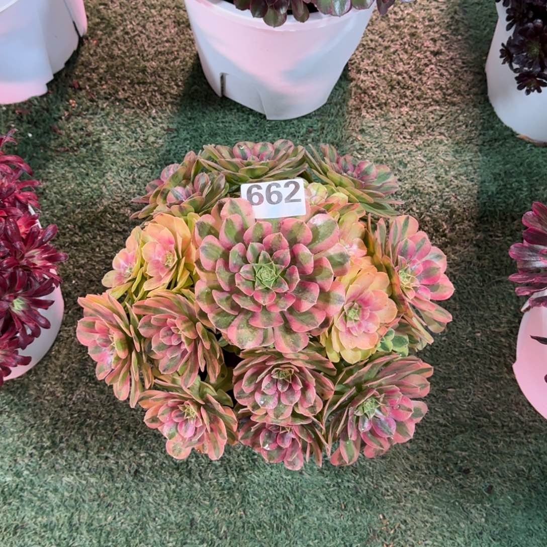 662！雨菏法师多肉植物