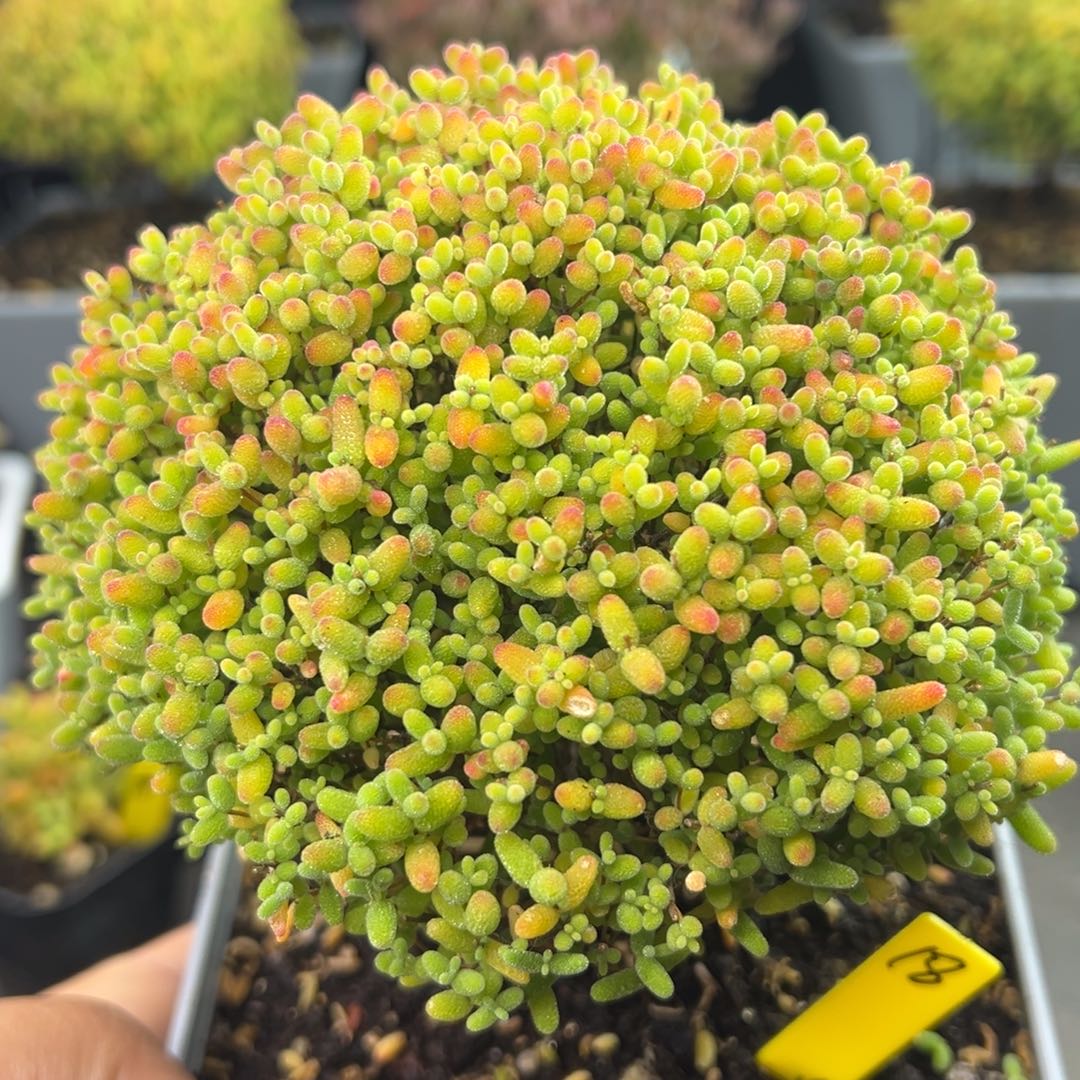 蜜橘糖球18号12cm盆