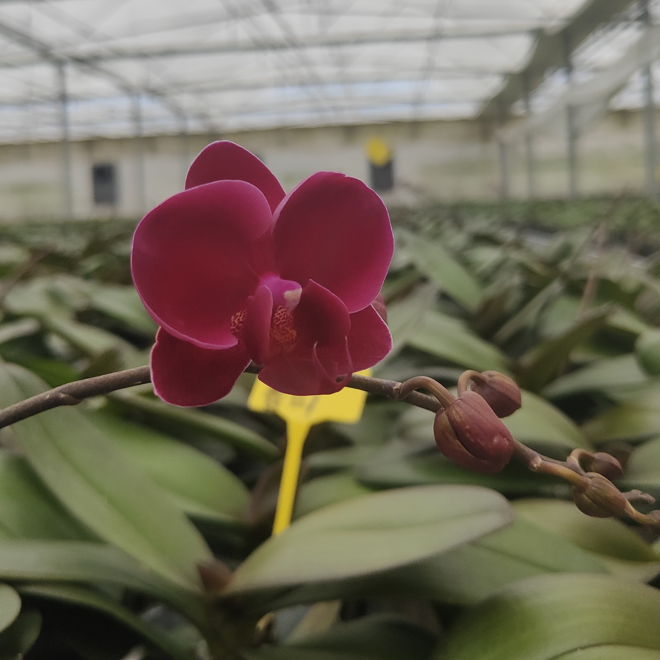 香山小红3.0杯蝴蝶兰苗【丝绒红色富贵色】