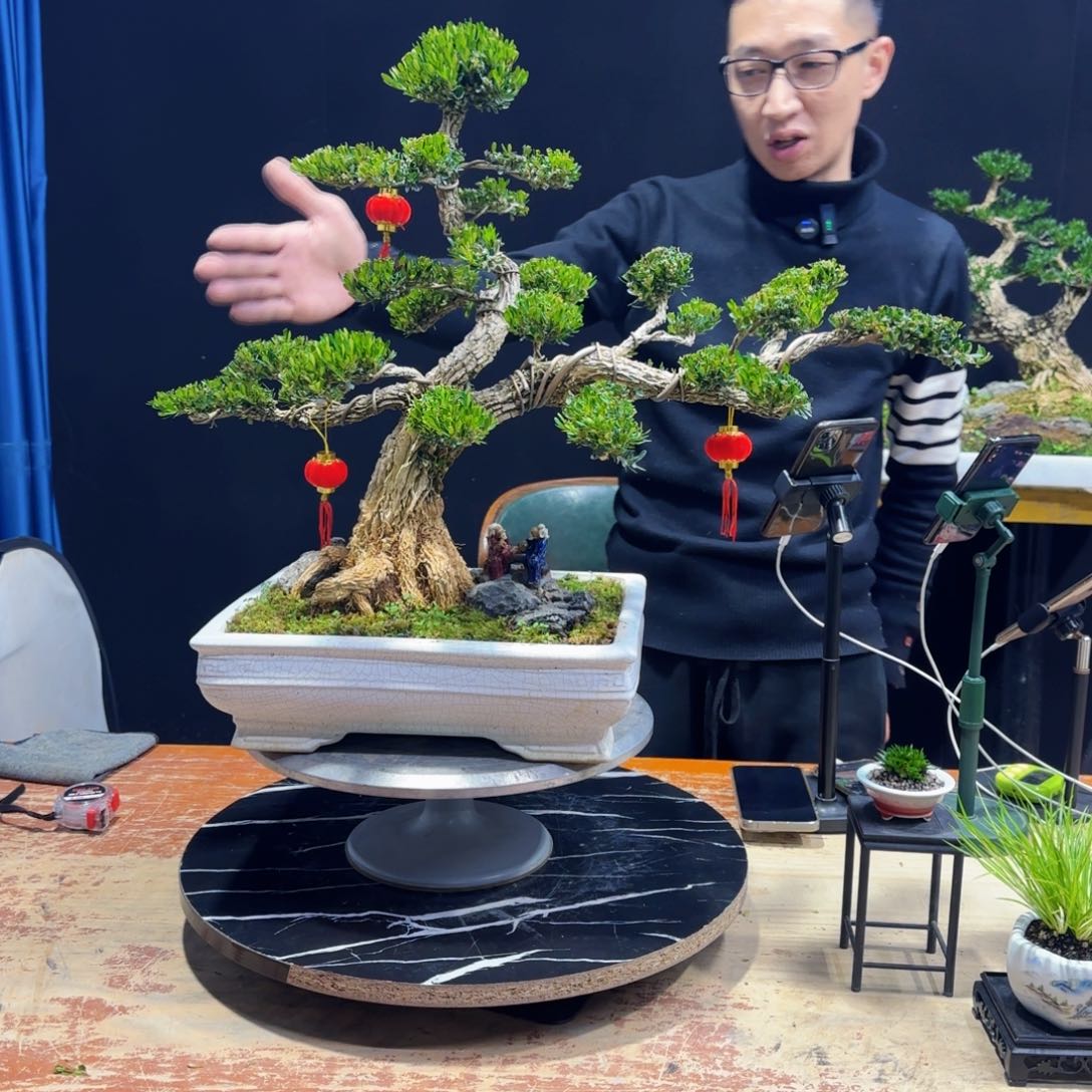 黄杨室内室外盆景艺术