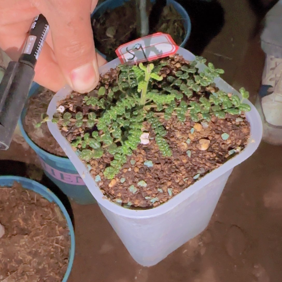 清***?块根植物块根植物块根植物