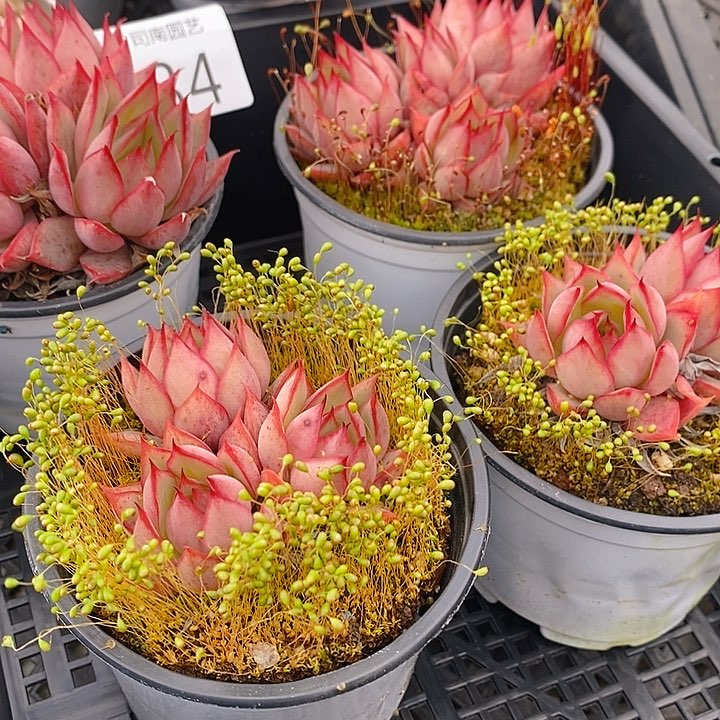 84 多肉植物盆栽花卉植物