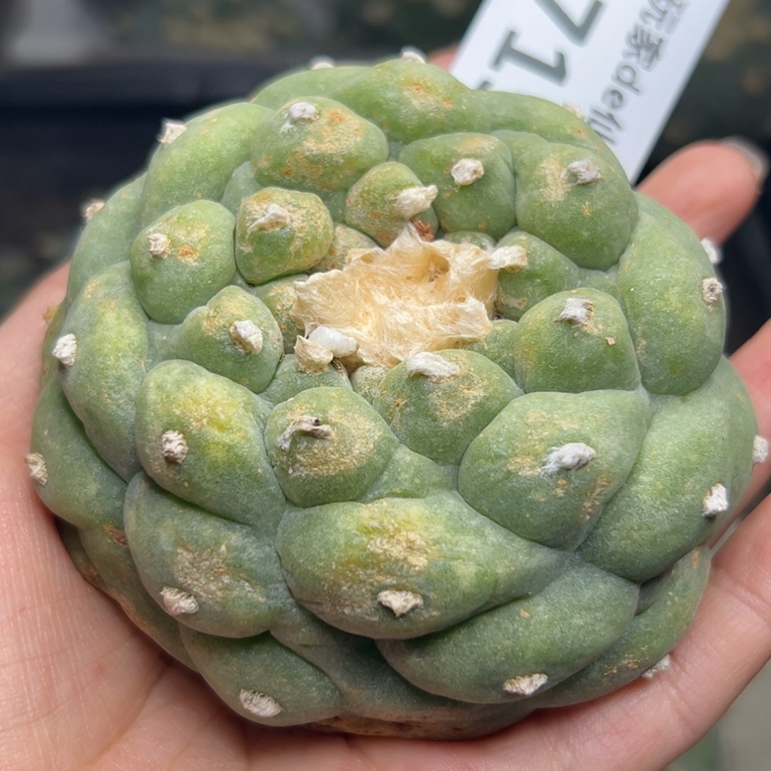 719 有根 仙人球等多种