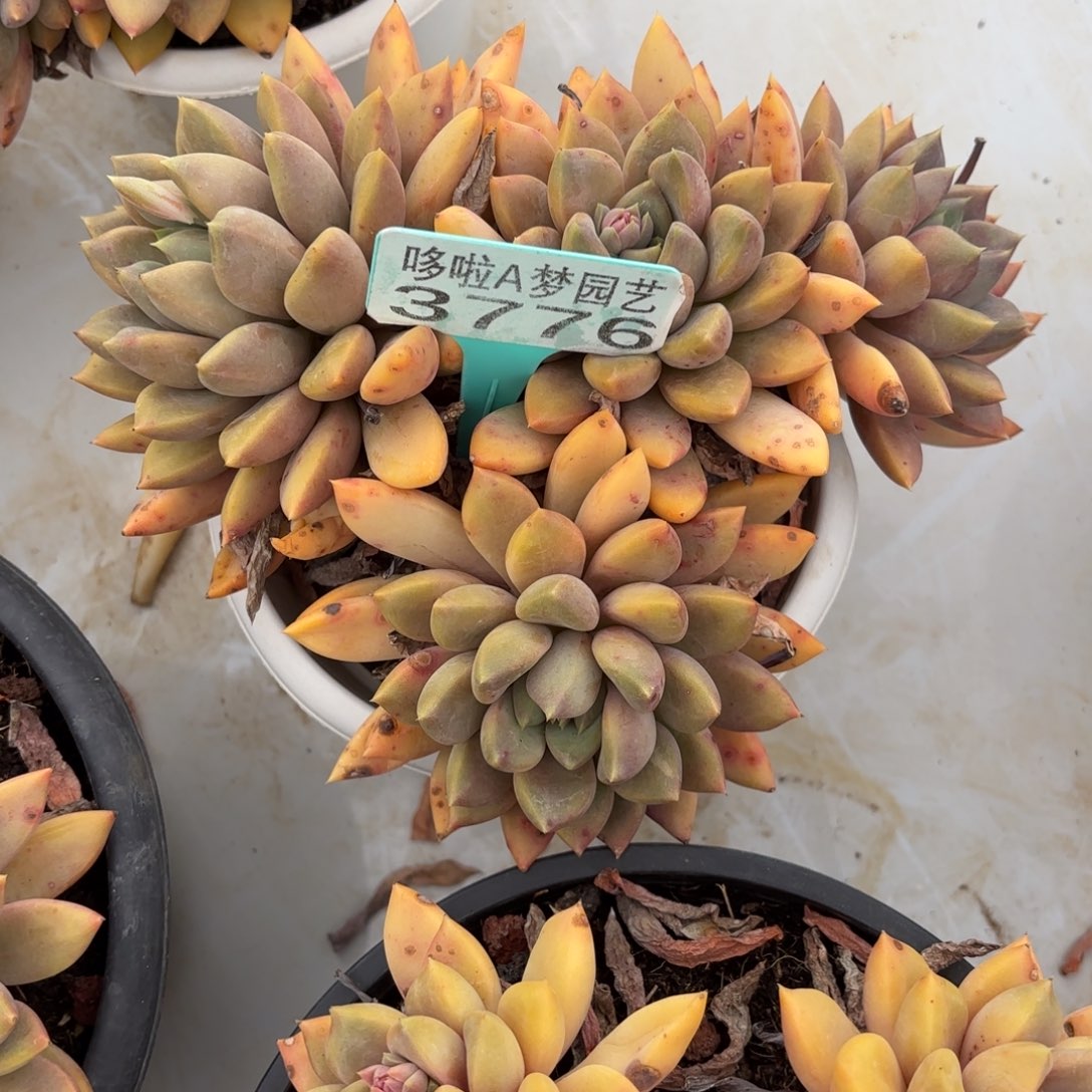 满**辰开开心心每一天3776