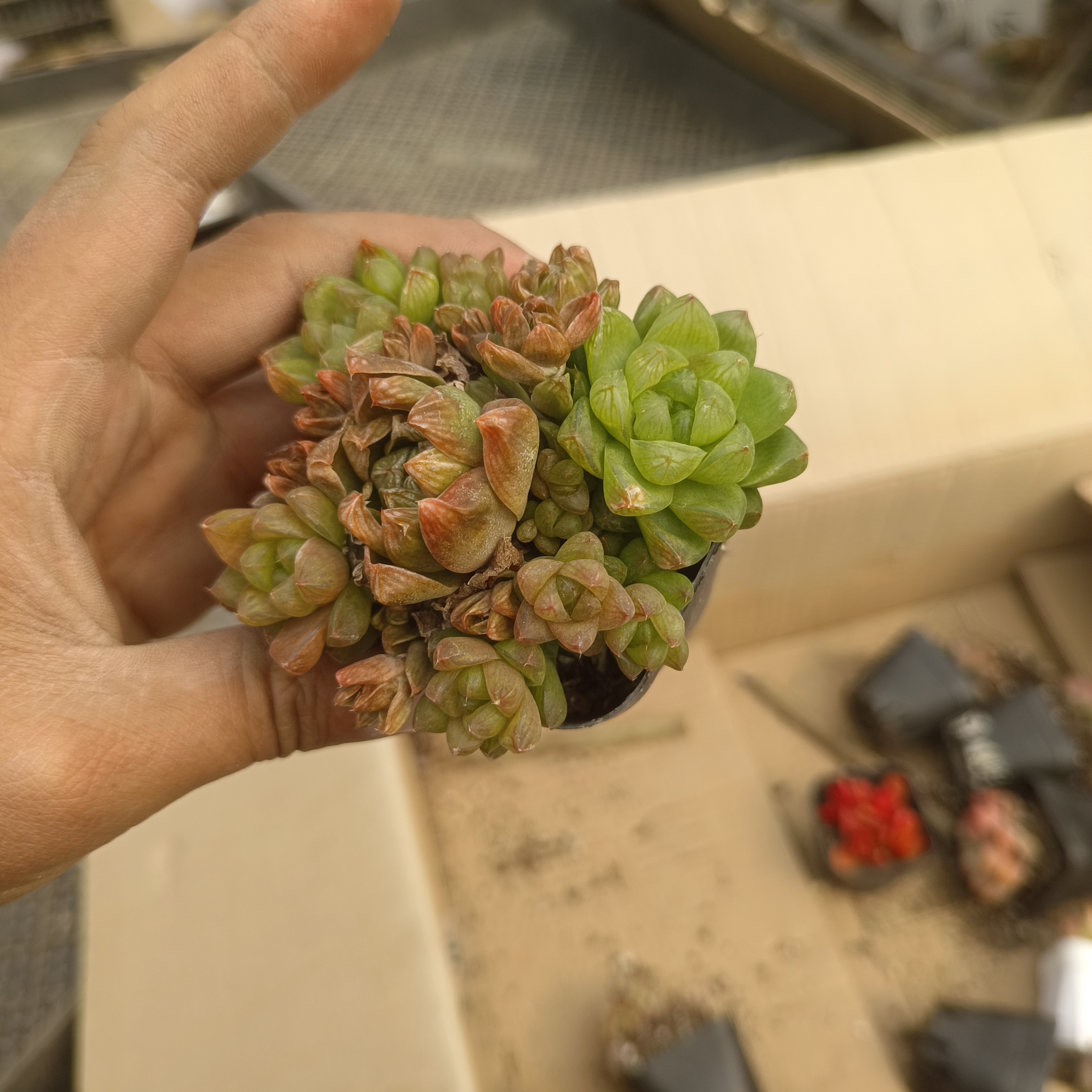 水晶玉露 多肉植物 山东发货