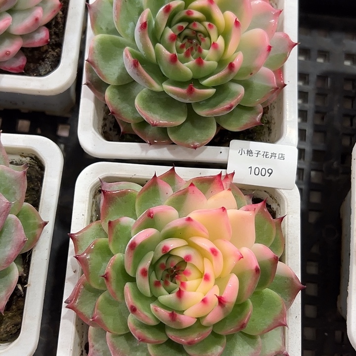 两颗1009多肉吉娃娃