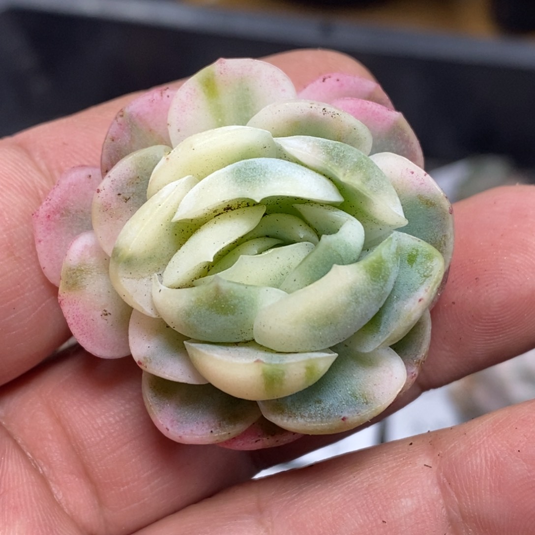 691双子贝瑞花半福伦锦