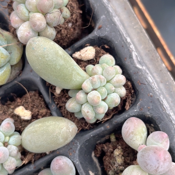 汤圆群随机发满18包邮