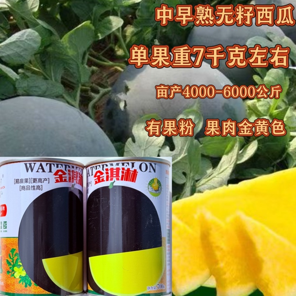 金麒麟黑皮黄瓤无籽西瓜种子700粒西疆909黑皮无籽西瓜700粒