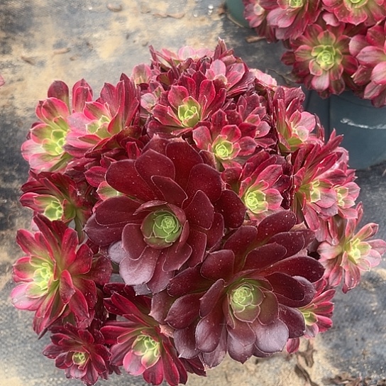 多肉植物安妇娜锦47