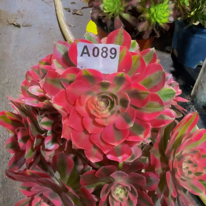 女巫089脱土发货