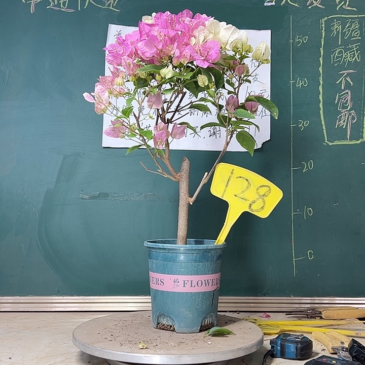 当前无花栽培后可以开花广红樱128