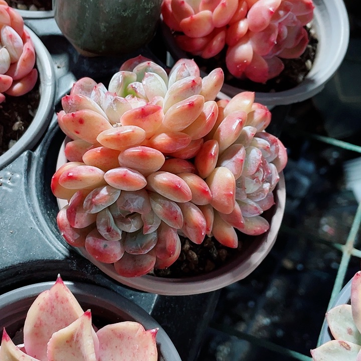 红恋15.8一盆58866896