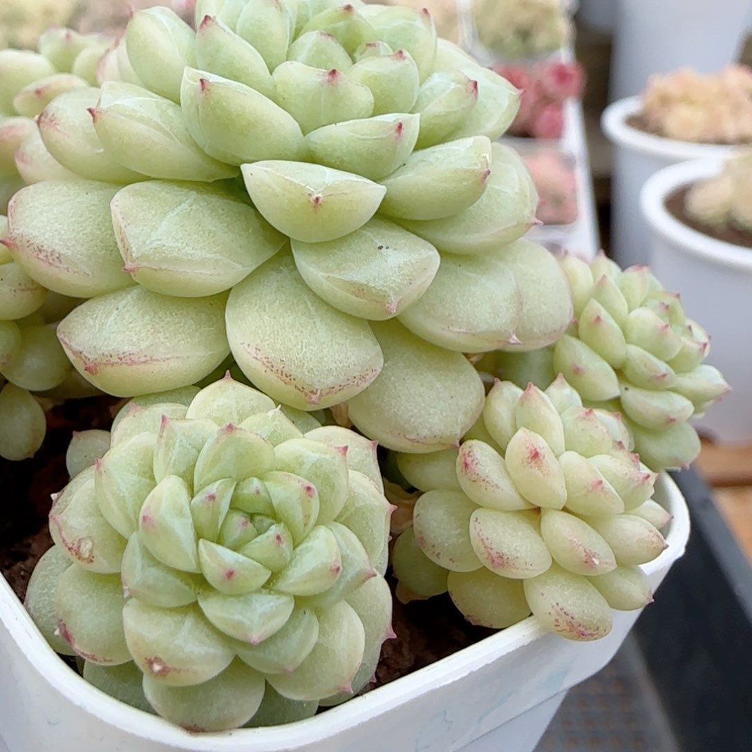 天*呆【闪购商品】0127-156（ht-24）