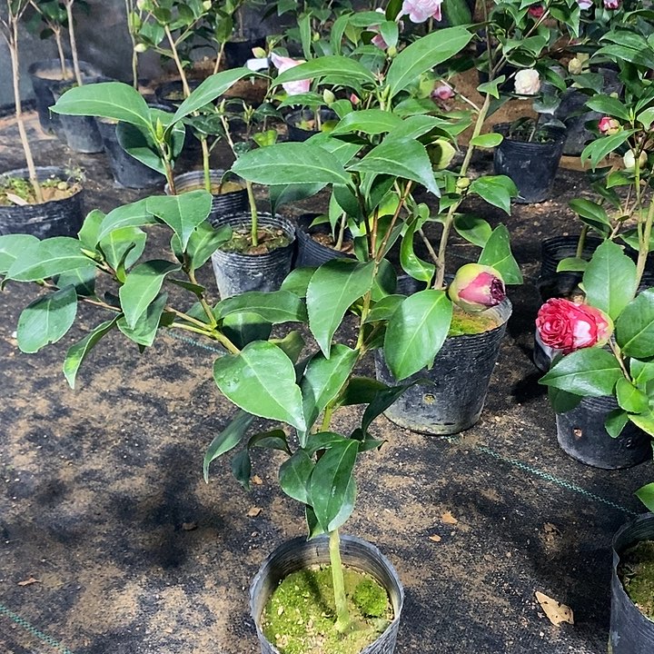 云斑 茶花 带苞 茶花