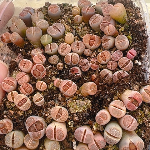 【闪购商品】24590