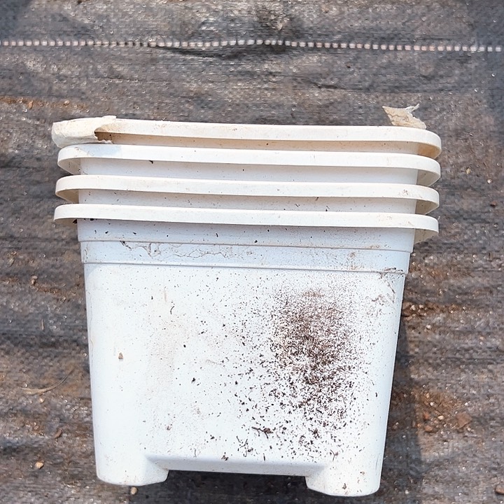 塑料口径17.5高度12.5白方一组10个