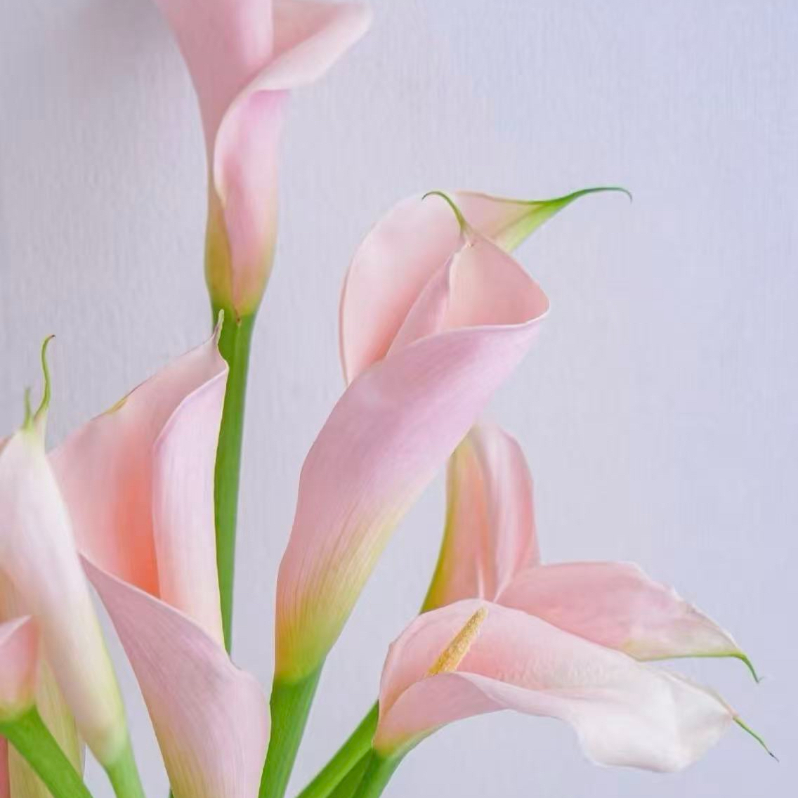 【马蹄莲】花卉盆栽室内植物